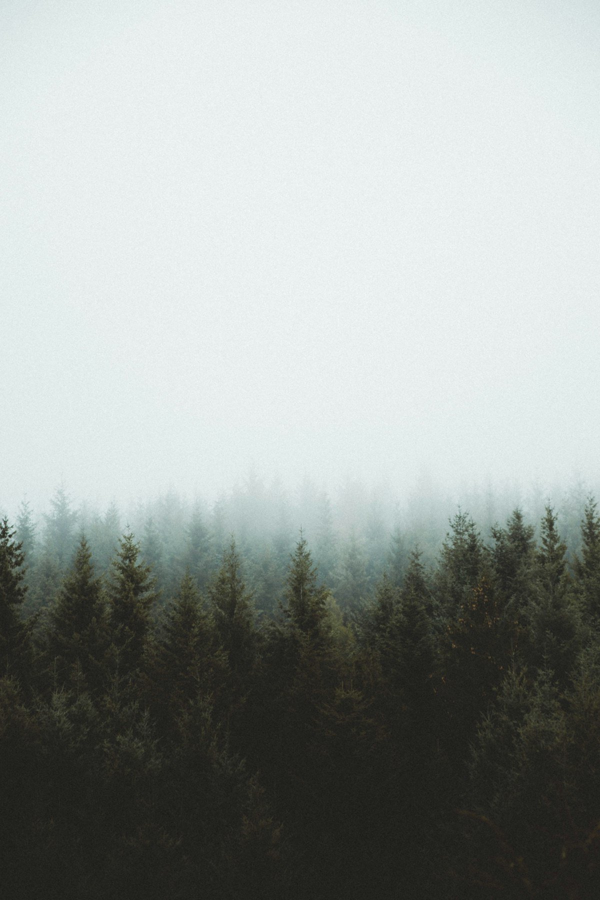 Coastal evergreen spruce forest bordering granite shoreline in Maine