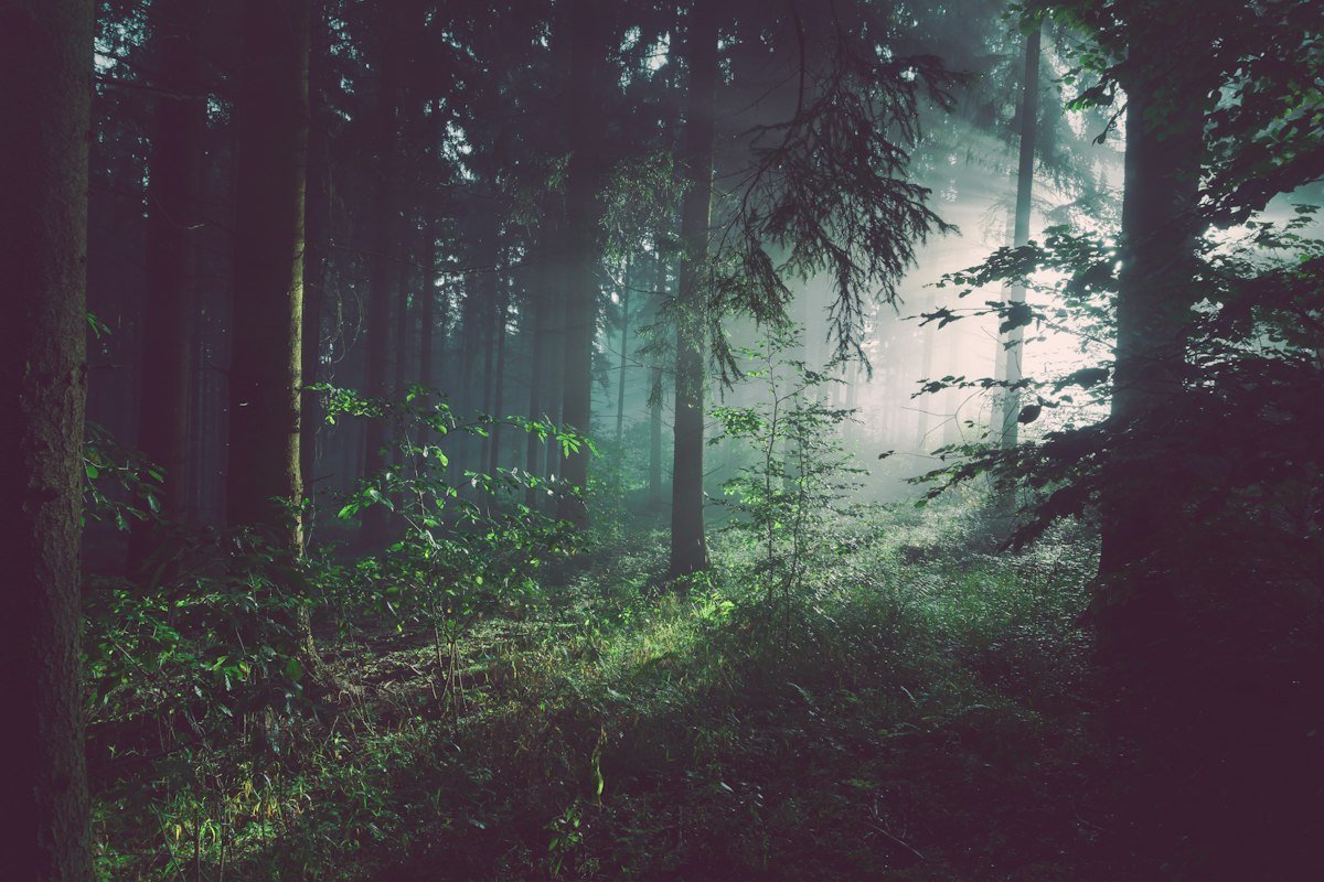 Dense green coastal pine forest overlooking maritime fishing bays