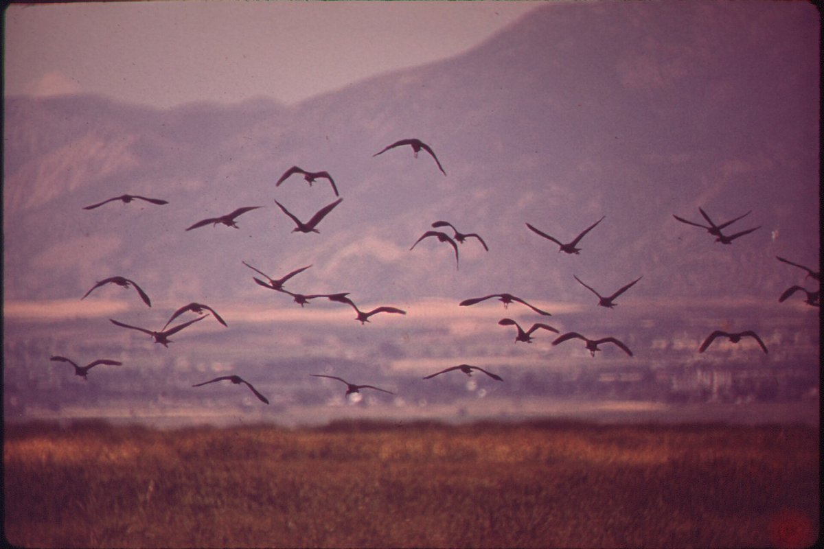 Shoreline wetlands and migratory shorebird habitats bordering the Great Salt Lake in northern Utah