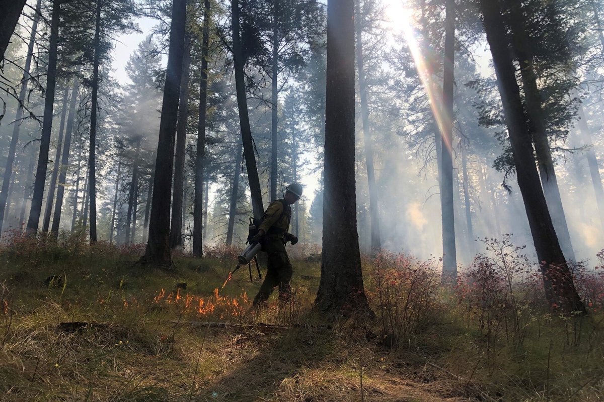 Forestry personnel executing a controlled prescribed burn to reduce hazardous vegetative fuel loads