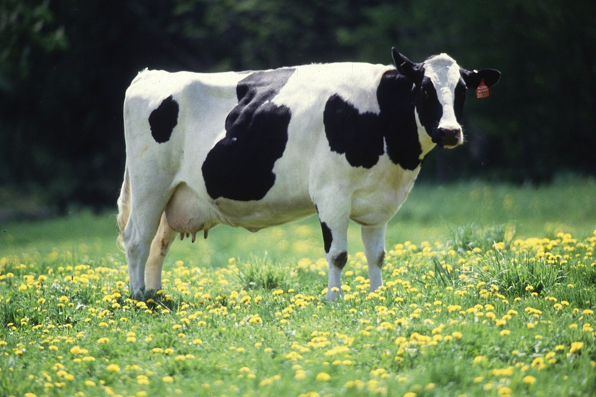 Holstein dairy cattle grazing on pasture land across rolling agricultural hills in rural Wisconsin